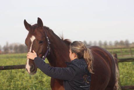 Paardenfysiotherapeut
