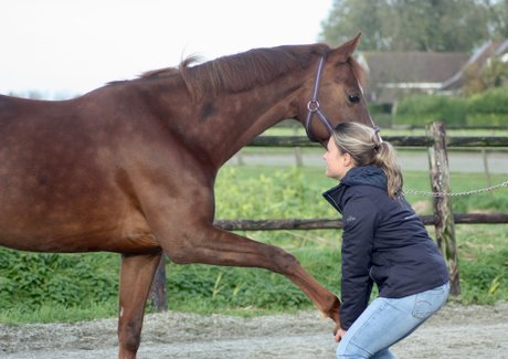 Paardenfysiotherapie